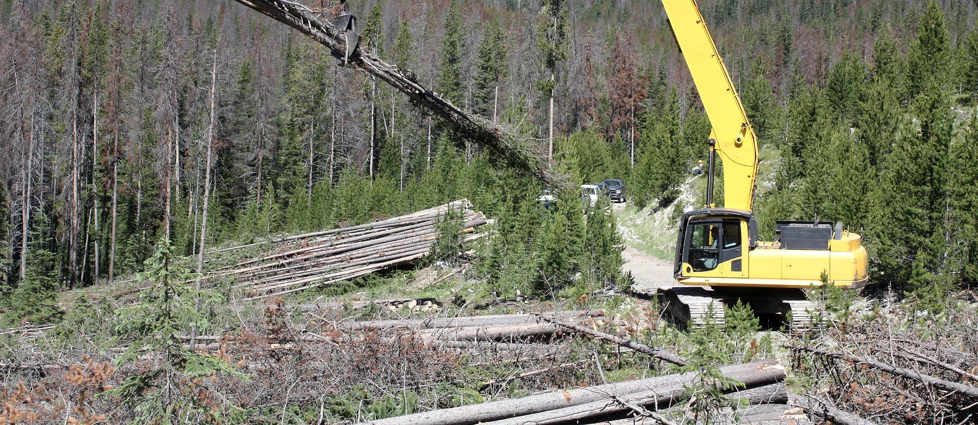 An excavator decking logs at a landing beside a stand thinned of beetle-killed trees
