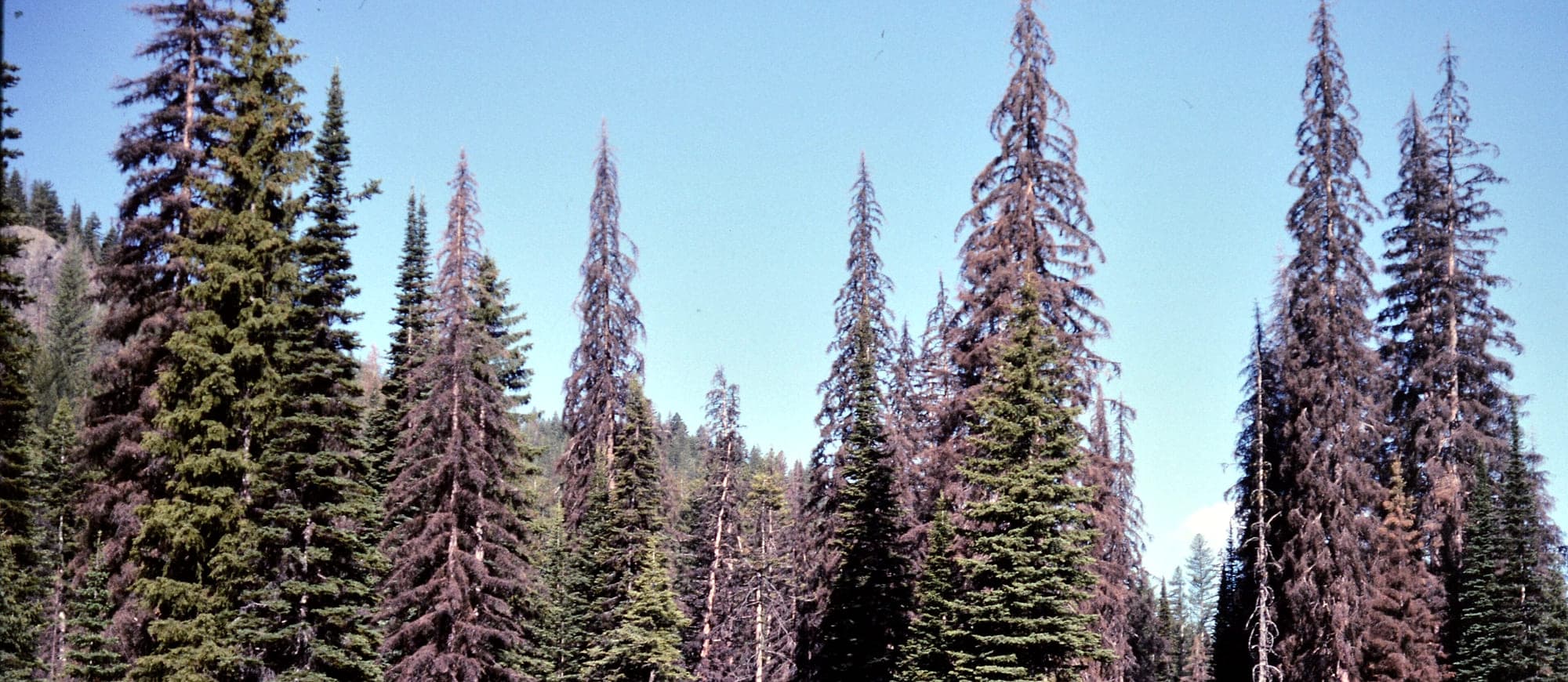 Conifers killed by bark beetle standing brown and needle-bare among surviving green trees