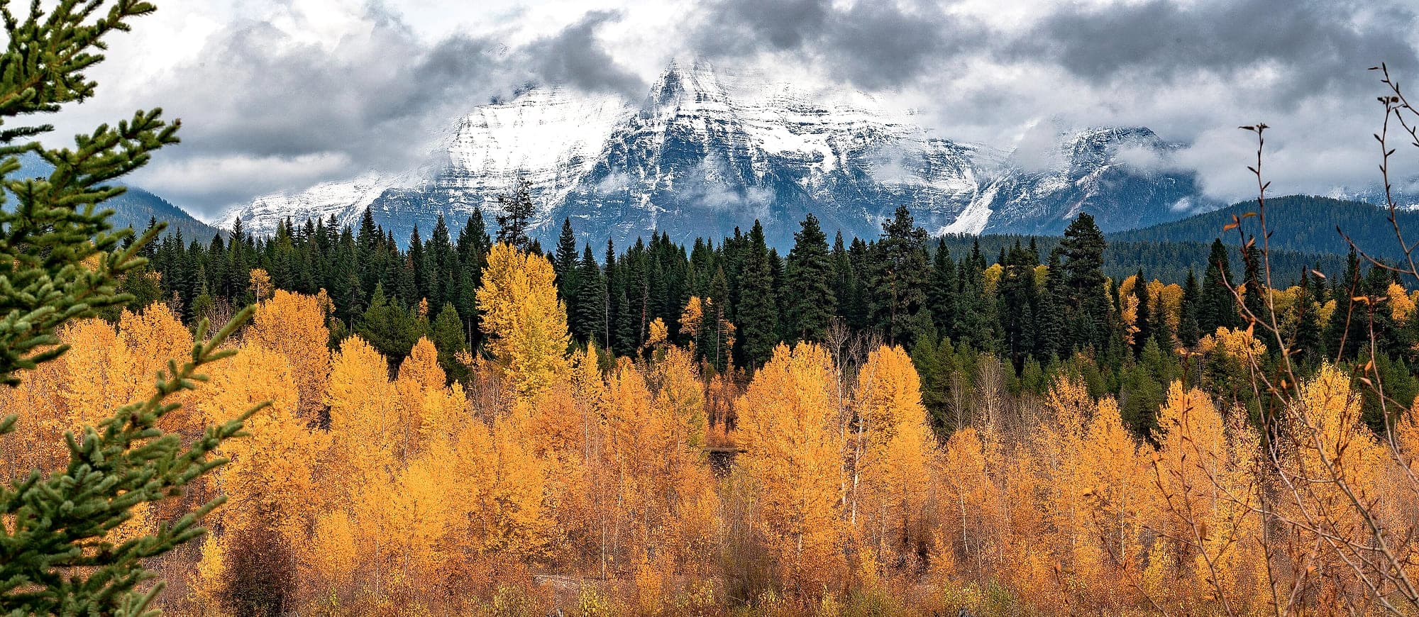 Western larch in full autumn gold below a snow-dusted peak, Flathead National Forest, Montana