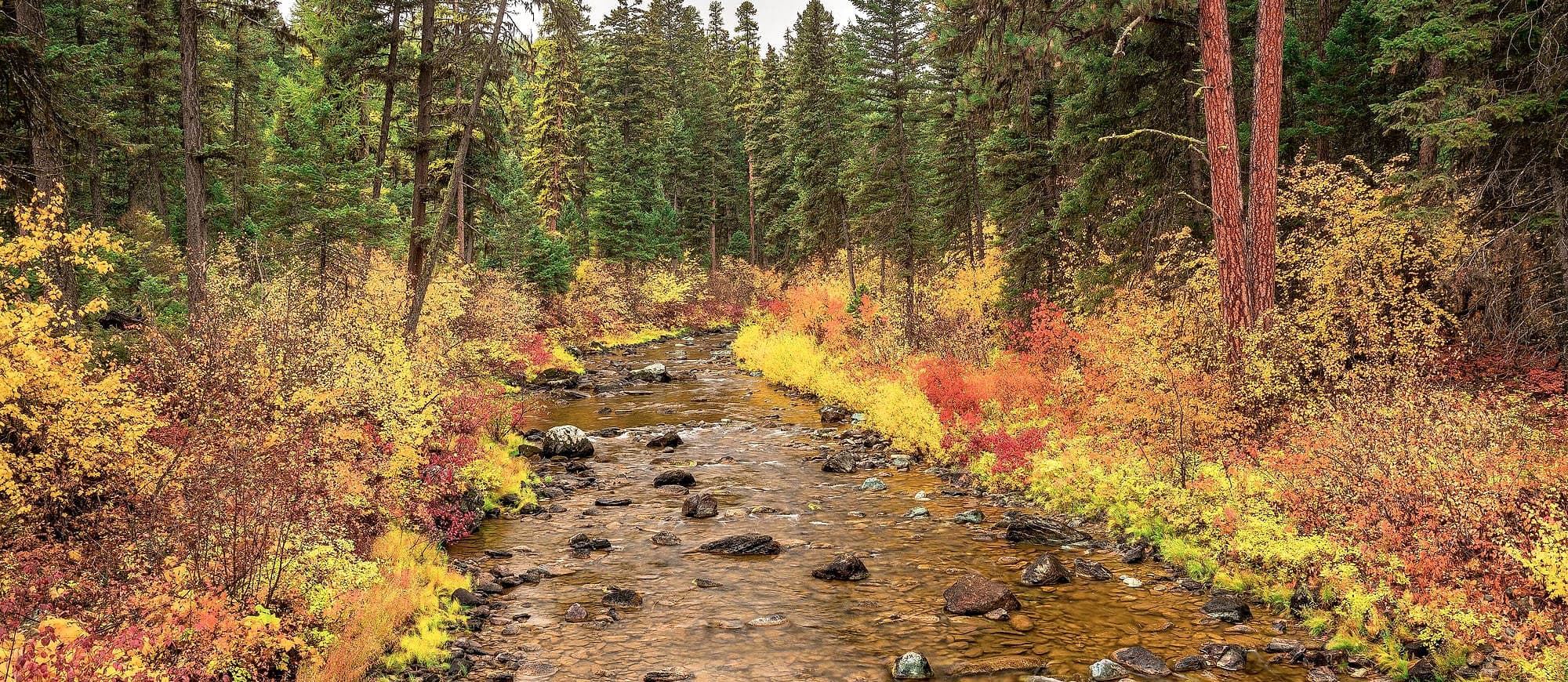 A creek running through mixed conifer and red autumn brush